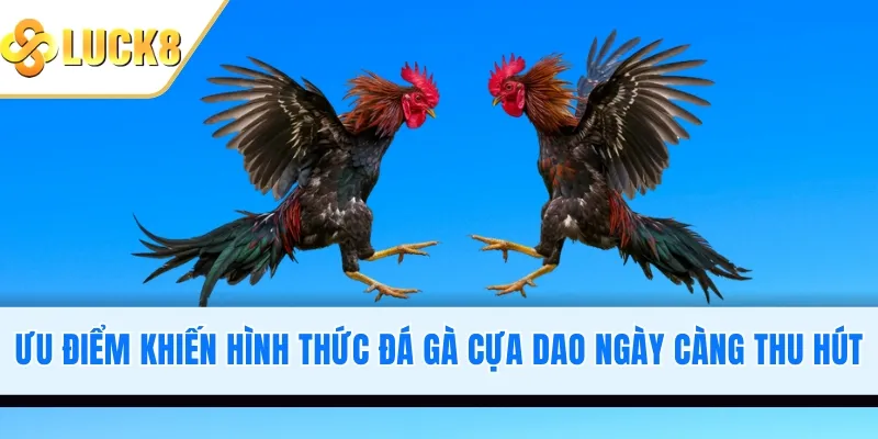 Ưu điểm khiến hình thức đá gà cựa dao ngày càng thu hút
